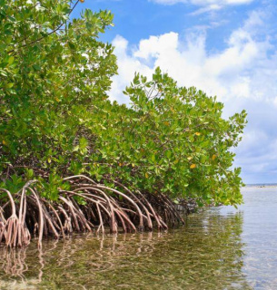 26 июля Света видения День сбережения мангровых экосистем