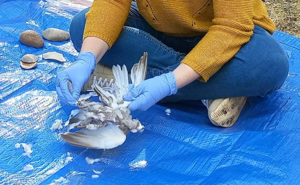 Секрети неандертальської кухні: науковці відтворили напрочуд точні рецепти наших далеких предків Науковець патрає одного з птахів. Фото: Мар'яна Набайс