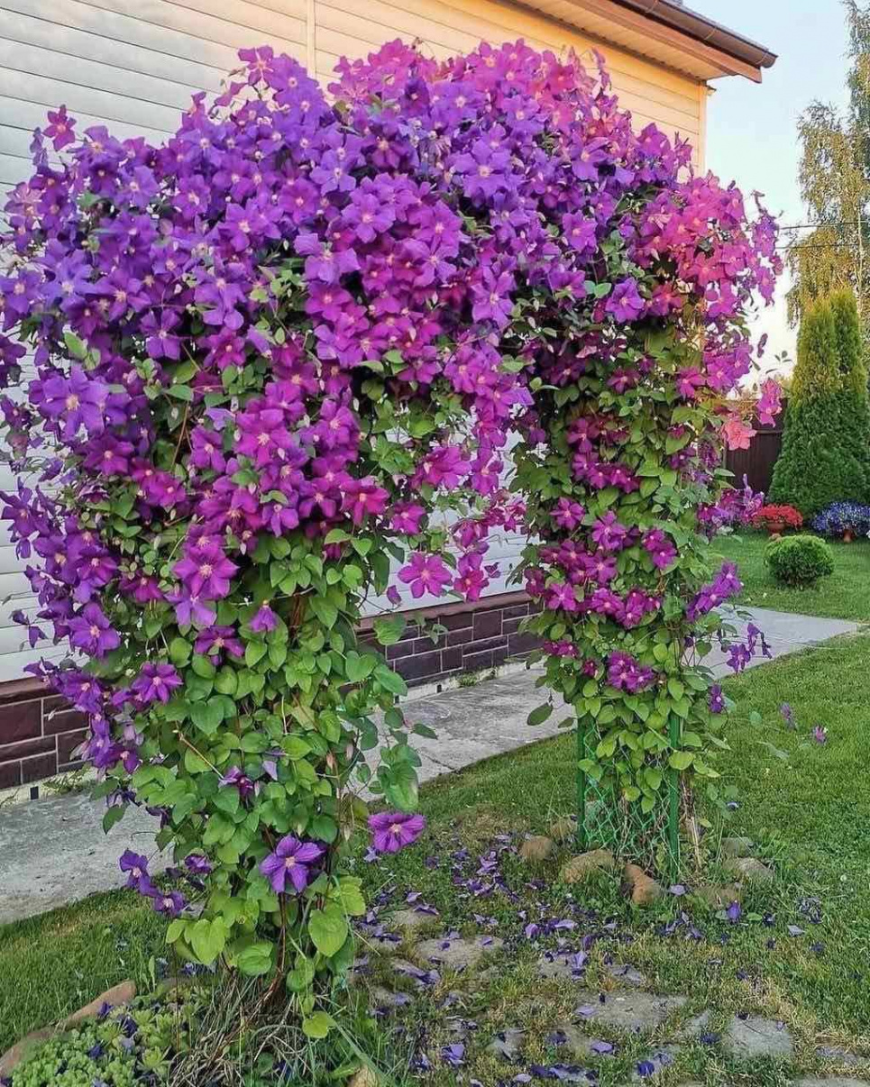Клематиси — красиві та невибагливі ліани для декорування саду (ФОТО) Фото: Телеграм-канал «Дача. Сад та город»