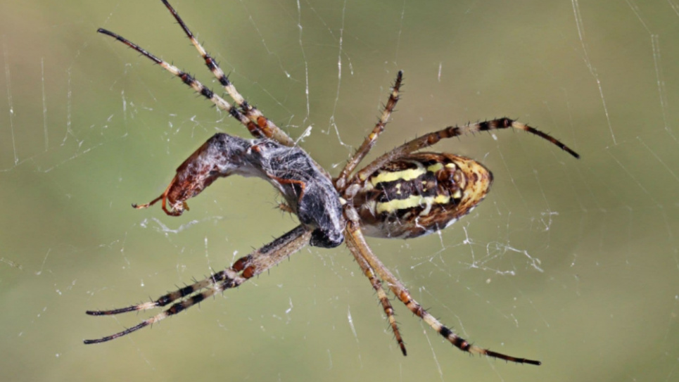 13 граждан обратились за медицинской помощью из-за укусов пауков с начала года Фото: MIRROR/Wikimedia