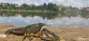 Вылов раков на водоемах Украины. Фото: 18000.com.ua