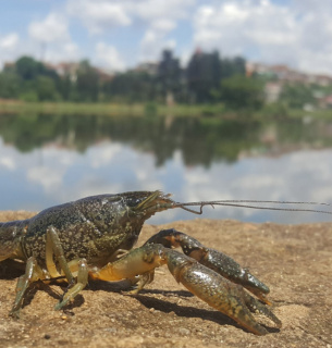 Вилов раків на водоймах України дозволено.
Фото: 18000.com.ua