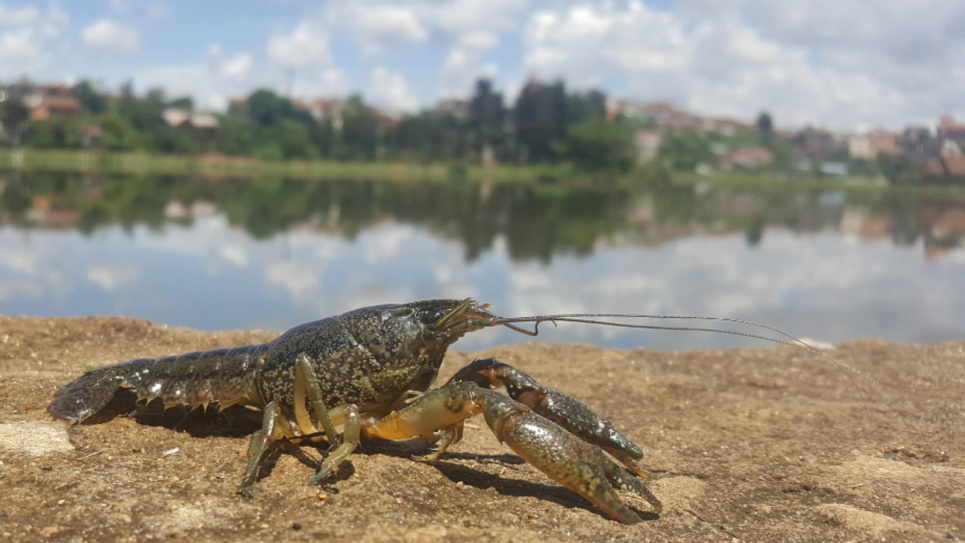 Вылов раков на водоемах Украины. Фото: 18000.com.ua