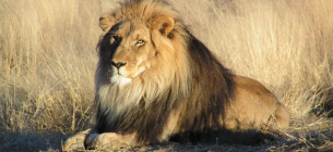 На межі зникнення: чому "король звірів" потребує нашого захисту Всесвітній день лева: чому "король звірів" потребує захисту та як наука намагається його врятувати