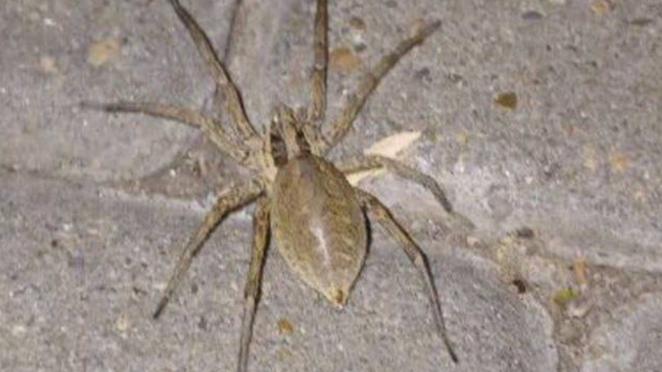 Воронкового павука помітили посеред вулиці в Одесі Фото Times of Ukraine