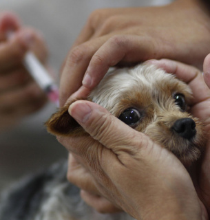 World Rabies Day - Всесвітній день боротьби проти сказу 