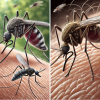 Комар Culex quinquefasciatus і мошка Culicoides paraensis. Зображення згенервано ШІ