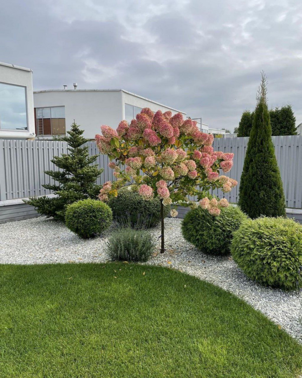 Озеленення вздовж паркану — ідеї та поради (ФОТО) Фото: Телеграм-канал «Садівник»