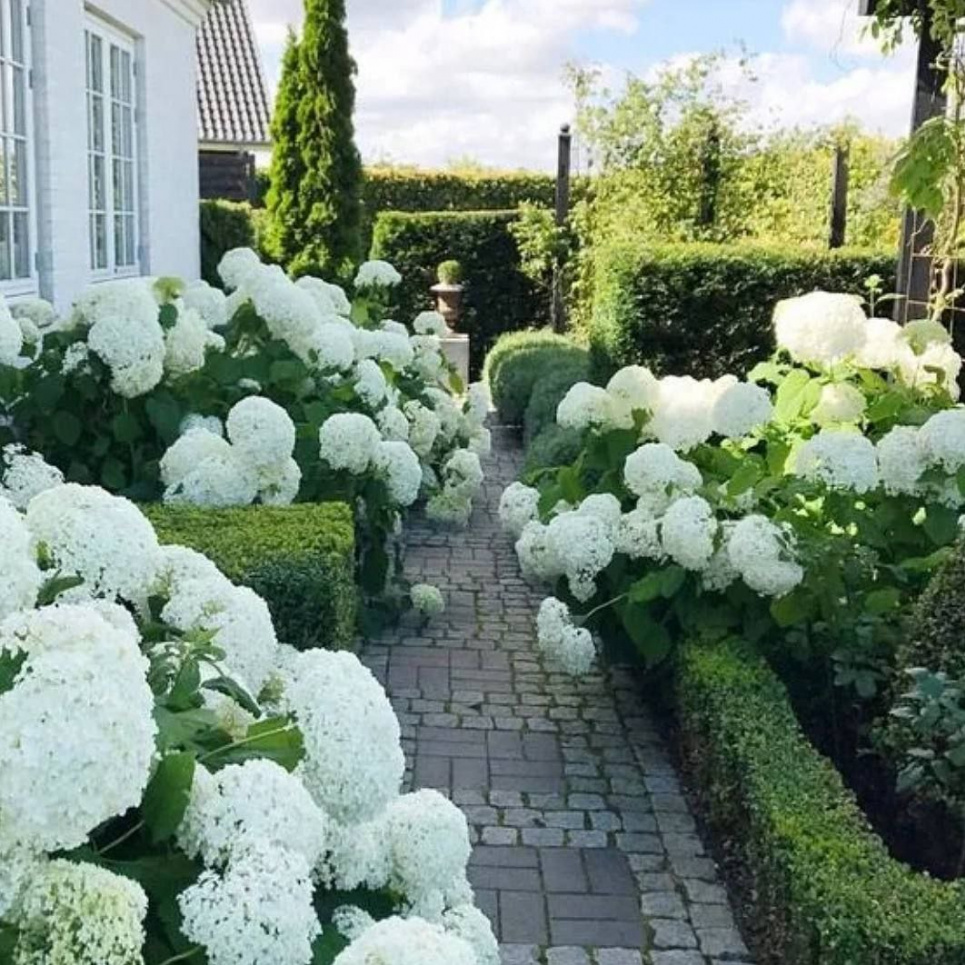 Білий сад — втілення елегантності, стриманості та гармонії: ідеї та поради (ФОТО) Фото: Телеграм-канал «Садівник»