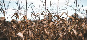 ФОТО: Последствия засухи в Украине / WWF-Украина