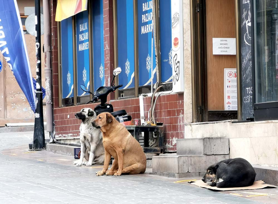 ФОТО: Беспризорные собаки на улице в Турции / Express