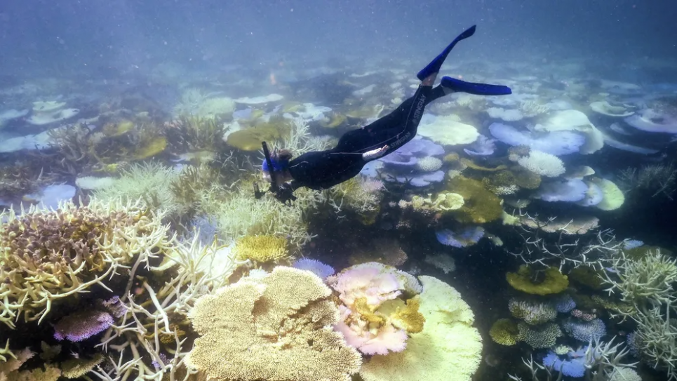 Морський біолог Енн Гоггет перевіряє загибель коралів на Великому Бар’єрному рифі: окрім забруднення води, підвищення температури є найбільшою загрозою для рифу. Фото: Девід Грей/AFP/Getty Images