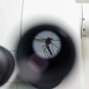 Тигровий комар, сфотографований через 20-кратний оптичний мікроскоп. Монкада, Іспанія, 19 липня 2024 року. Фото: Reuters