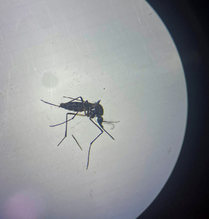 Крылатые шприцы: смогут ли комары-вакцинаторы защитить человечество от новых пандемий