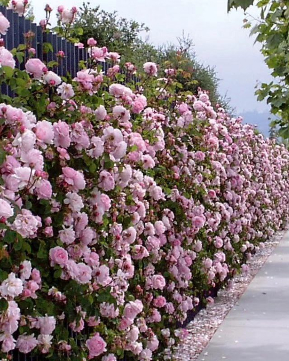 Живопліт із троянд — дуже ефектна прикраса для саду (ФОТО) Фото: Телеграм-канал «Садівник»
