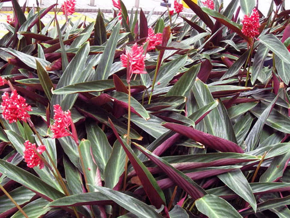 Почему не стоит летом пересаживать Строманту Изображение иллюстративное