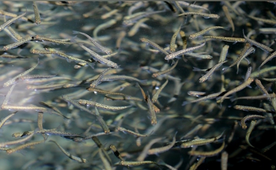 Карпатські річки поповнилися 35 тис. мальків струмкової форелі Карпатські річки поповнилися 35 тис. мальків струмкової форелі