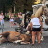 ФОТО: У Львові впав кінь, який возив людей на кареті / стоп-кадр з відео UAnimals