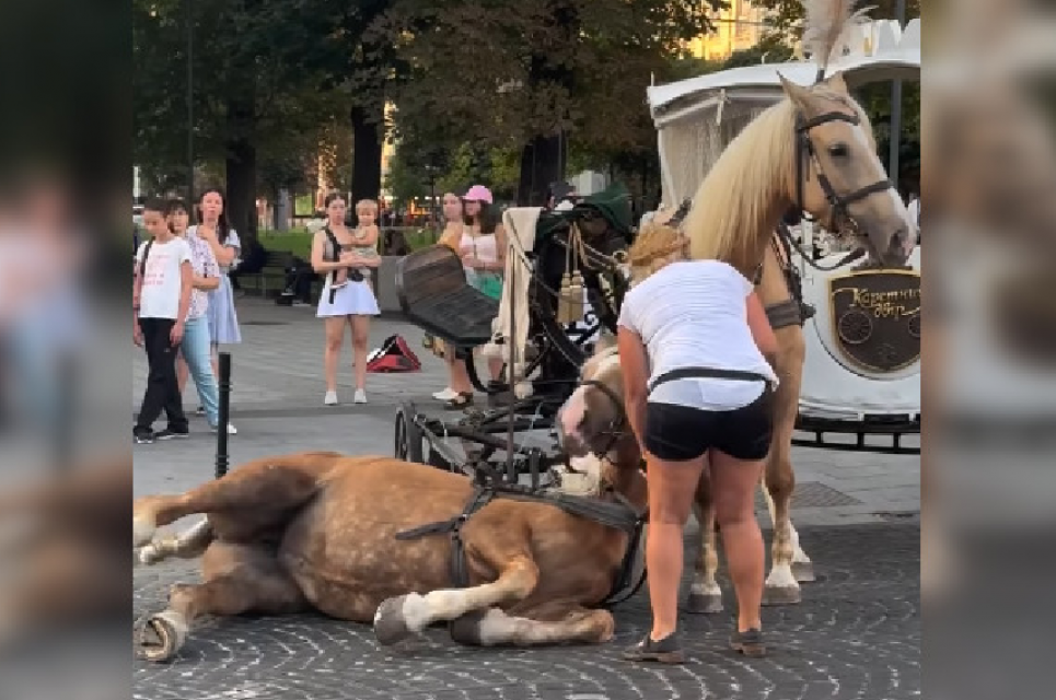 ФОТО: У Львові впав кінь, який возив людей на кареті / стоп-кадр з відео UAnimals