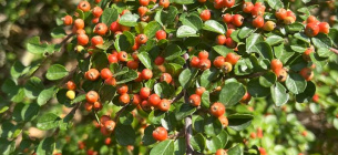  Гороскоп на всех знаков на сегодня