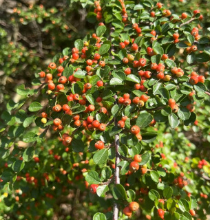 Від фасадів до інтер'єрів: як вертикальне озеленення рятує мегаполіси