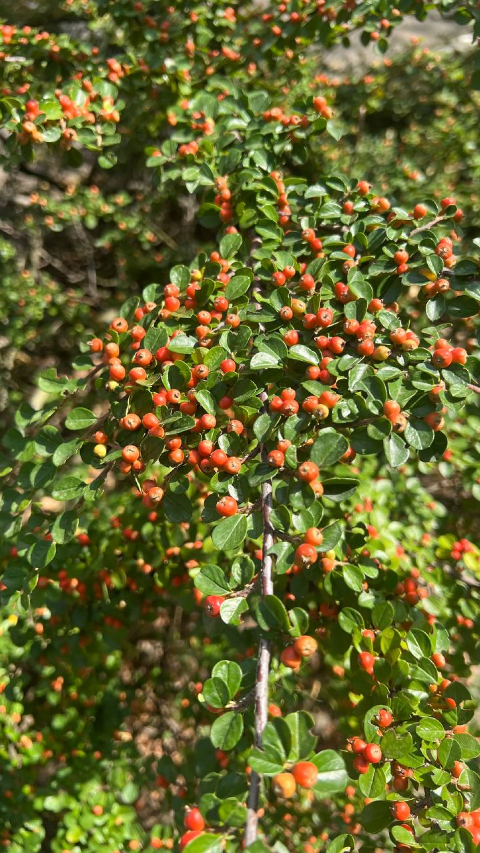  Гороскоп на всех знаков на сегодня