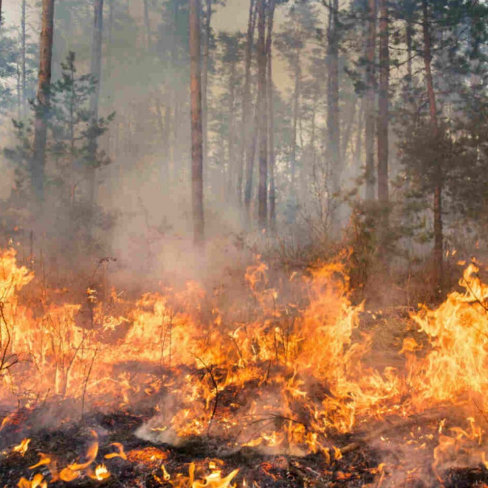 Величезна лісова пожежа на Харківщині: евакуювали ціле село ФОТО: Лісова пожежа на Харківщині / ДСНС
