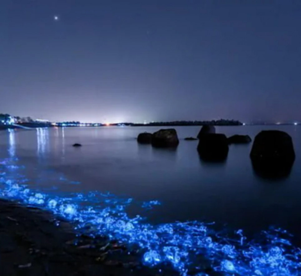 Красота невероятная: Черное море возле Одессы сияет голубыми огнями ФОТО: иллюстративное