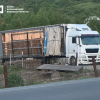 Контрабанда лісоматеріалів на Львівщині