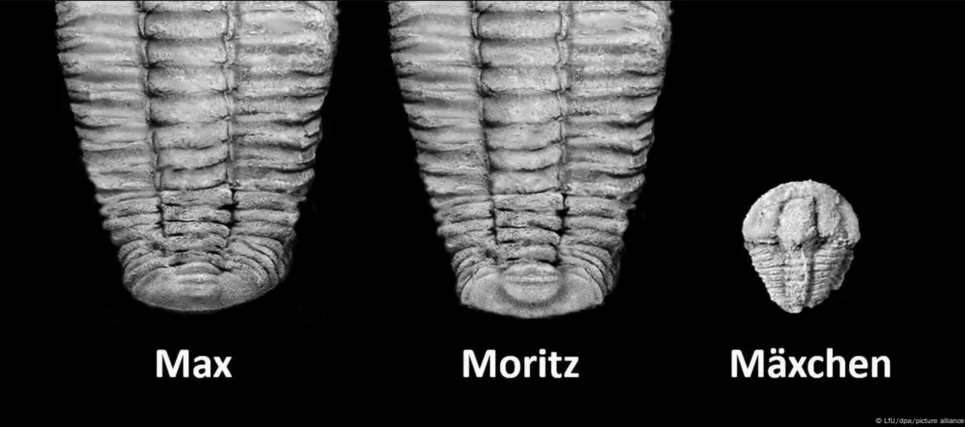 «Доісторичний Ноїв ковчег»: у Німеччині знайшли рештки невідомих ракоподібних — припускають, що їм 500 млн років Викопні «Макс», «Моріц» і «Максик» — молода особина Prioscutarius max. Фото: LfU/dpa/picture alliance