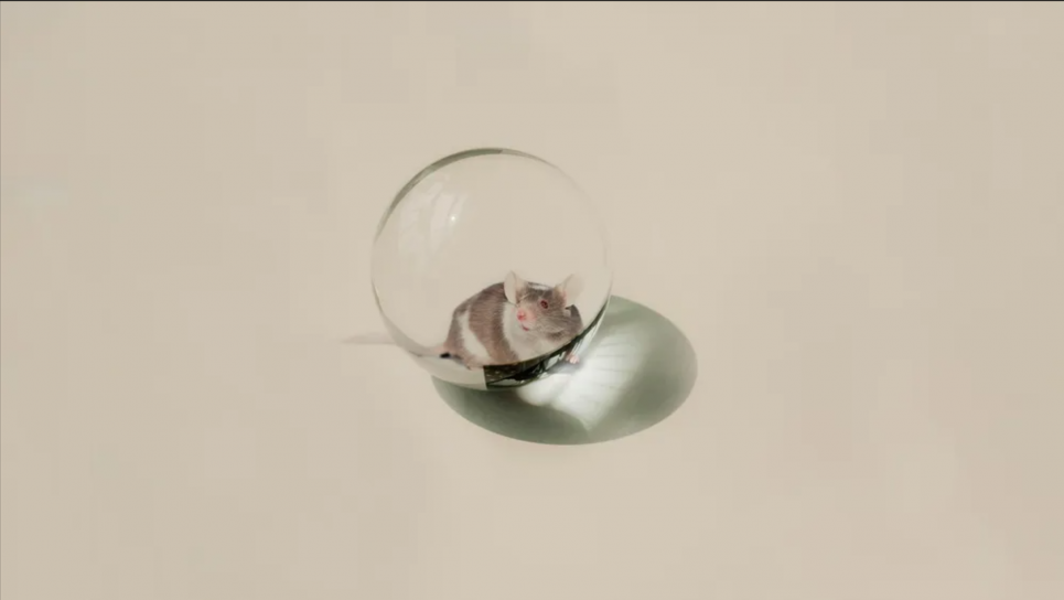 Мрії наукової фантастики стають реальністю: науковці зробили прозору мишу Зазирнути в тіло живої миші, не завдаючи їй шкоди, відкриває нові можливості для досліджень. Колаж: Себі Беренс/ZEIT ONLINE (Unsplash 2x)