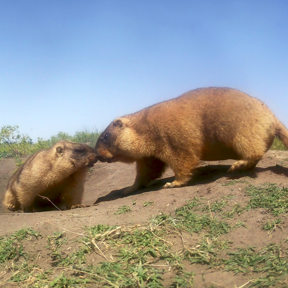 ФОТО: Підселення бабаків у заказник "Тарутинський степ" (Одеська обл.) / Rewilding Ukraine