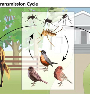 Шляхи зараження гарячкою Західного Нілу