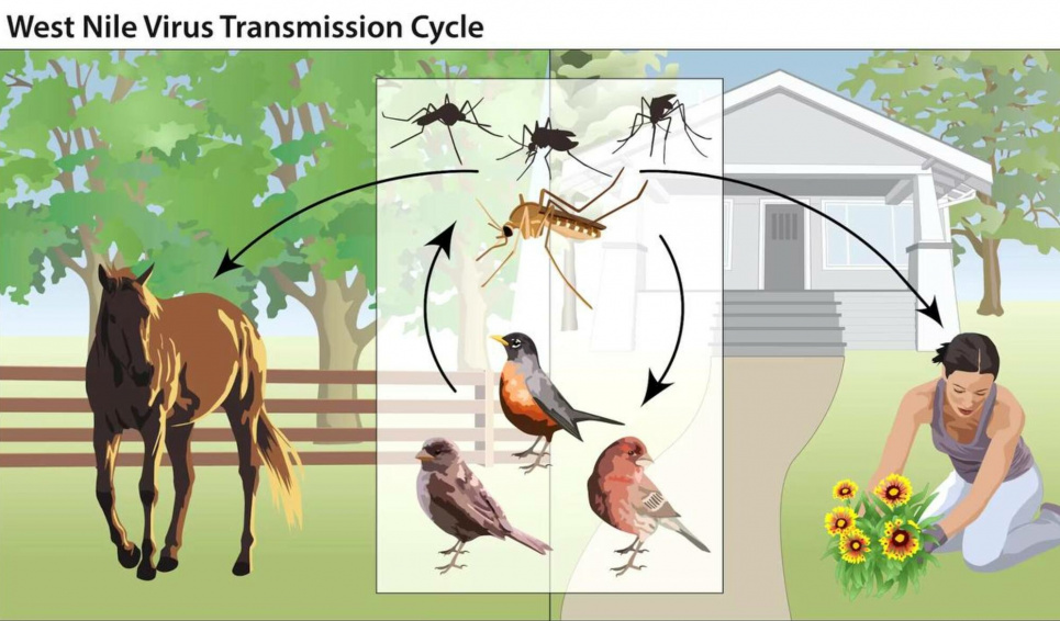 Шляхи зараження гарячкою Західного Нілу