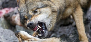 Україна переходить на сучасну ПЛР-діагностику сказу Україна впроваджує ПЛР-діагностику сказу: 10 нових лабораторій до кінця року
Фото ілюстративне