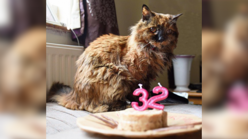 Найстарша кішка у світі померла у віці, еквівалентному 152 людським рокам Розі у свій 32-й день народження торік. Фото: Newsquest/SWNS