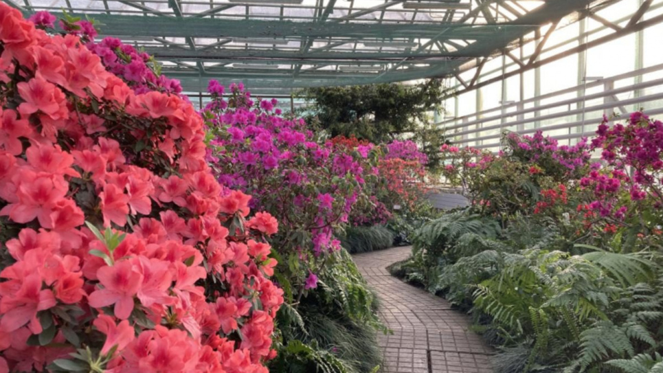 Тропічні рослини із ботсаду Гришка не переживуть зиму без підтримки мікроклімату ФОТО: Ботанічний сад ім. Гришка (Київ)