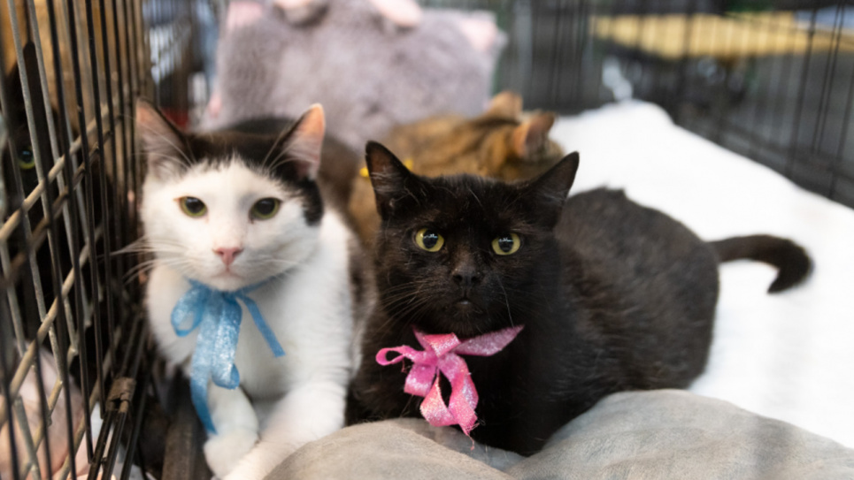 Подаруйте другу дім і родину: у жовтні в Києві проведуть дні адопції тварин ФОТО: тварини з притулка