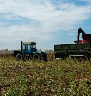 Комбайн збирає соняшник на полі агрофірми «Дружба», Покровський район, вересень 2024 р. Фото: Hanna Sokolova-Stekh/DW