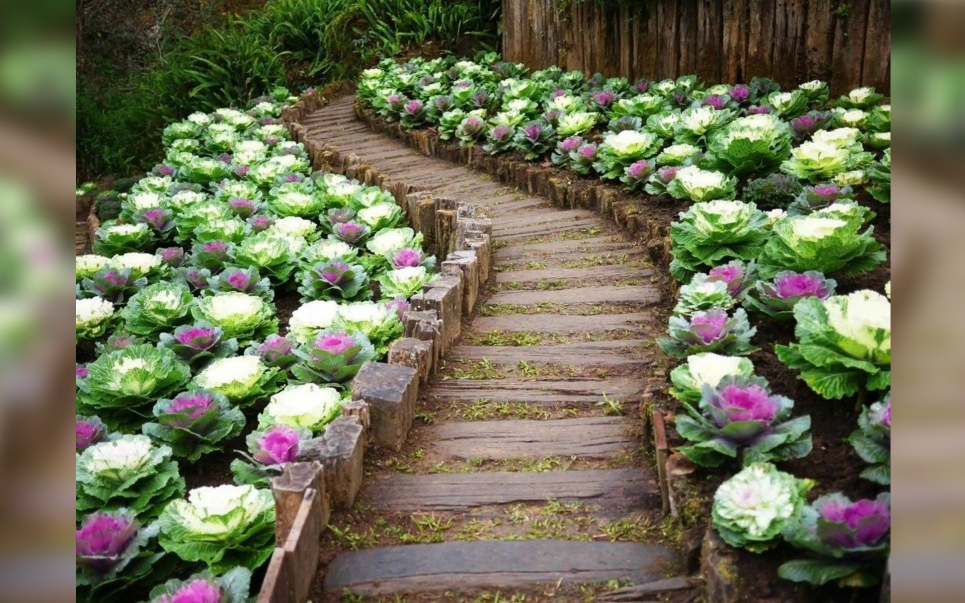 Естетичні варіанти дачної доріжки, які можна зробити власноруч Фото з відкритих джерел