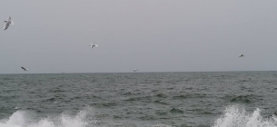 Пульс Чорного моря: як приливи впливають на стан екології регіону Приливи й відливи Чорного моря — екологічний пульс і значення для природи