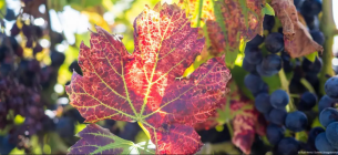 Етапи підготовки винограду до зимівлі Етапи підготовки винограду до зимівлі.Фото: Karl-Heinz Schein/imagebroker/IMAGO