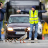 Фото: Grzegorz Dlugosz/Bird photographer of the year