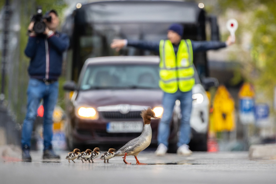 Фото: Grzegorz Dlugosz/Bird photographer of the year