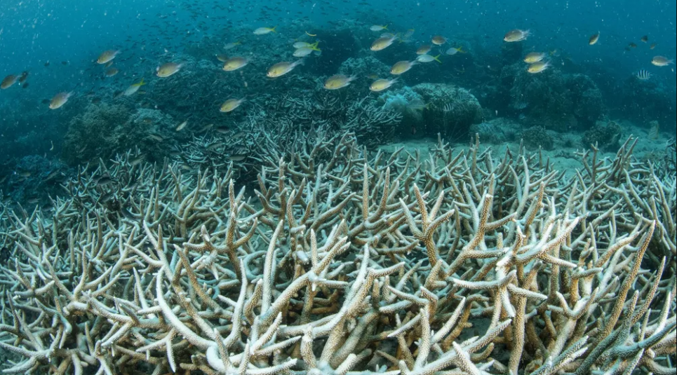 Вимирання видів: WWF нарікає на значне скорочення популяцій диких тварин Риф біля берегів Таїланду постраждав від знебарвлення коралів. Фото: Sirachai Arunrugstichai/Getty Images