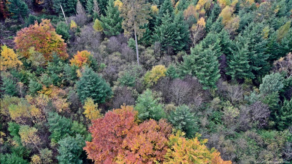Виділяє більше вуглекислого газу, ніж поглинає: німецький ліс стає екологічною проблемою У Німеччині все більше змішаних лісів, здатних протистояти зміні клімату. Фото: Daniel Kubirski/picture alliance