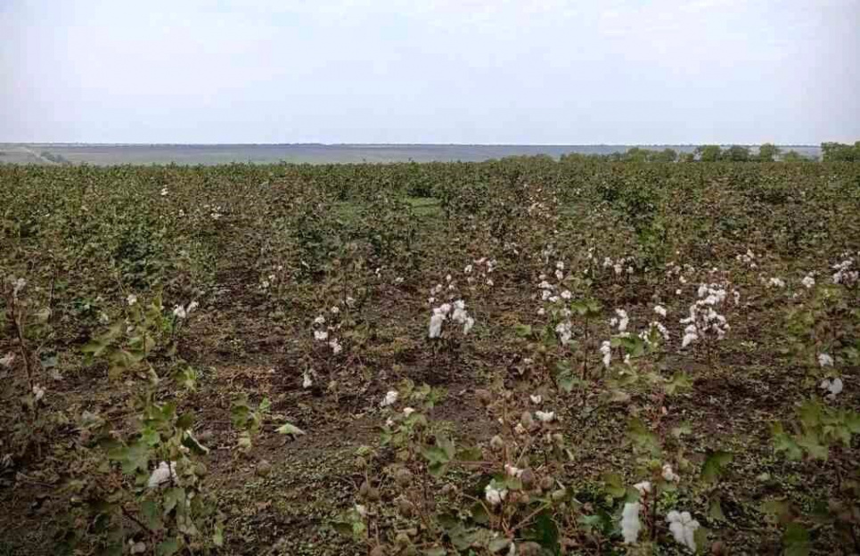 Час збирати "камінння": на Одещині майже готовий бавовник Вирощування бавовнику на Одещині