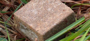 В Україні триває масштабна осіння кампанія з вакцинації диких тварин проти сказу В Україні триває масштабна осіння кампанія з вакцинації диких тварин проти сказу