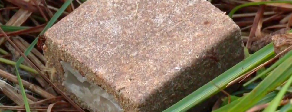 В Україні триває масштабна осіння кампанія з вакцинації диких тварин проти сказу В Україні триває масштабна осіння кампанія з вакцинації диких тварин проти сказу