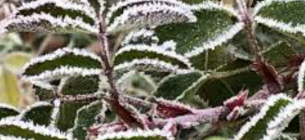 Заморозки на Закарпатті 22 квітня